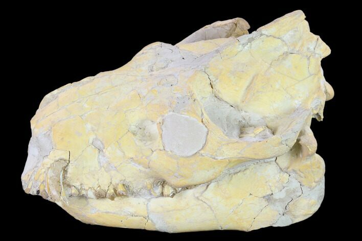 Fossil Oreodont (Merycoidodon) Skull - Wyoming #134359